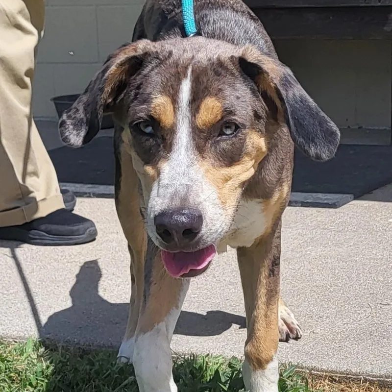 An adult medium-sized male Merle (Blue) Catahoula Leopard Dog dog named Duke for adoption in Rockdale, TX