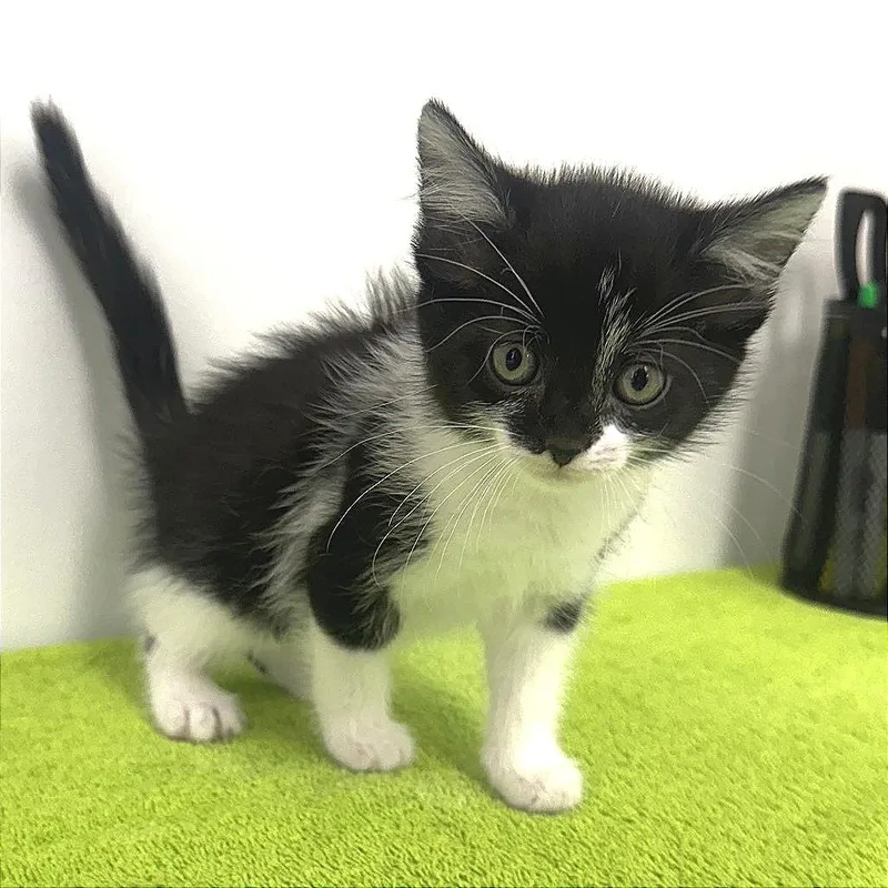 A baby small-sized female Domestic Short Hair cat named Nabisco for adoption in Warrensburg, MO