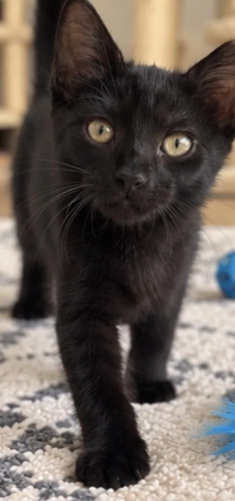 A baby small-sized male Domestic Short Hair cat named Tison for adoption in Randolph, MA