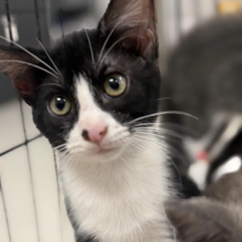 A baby small-sized female Black Domestic Short Hair cat named Confettic for adoption in East Saint Louis, IL