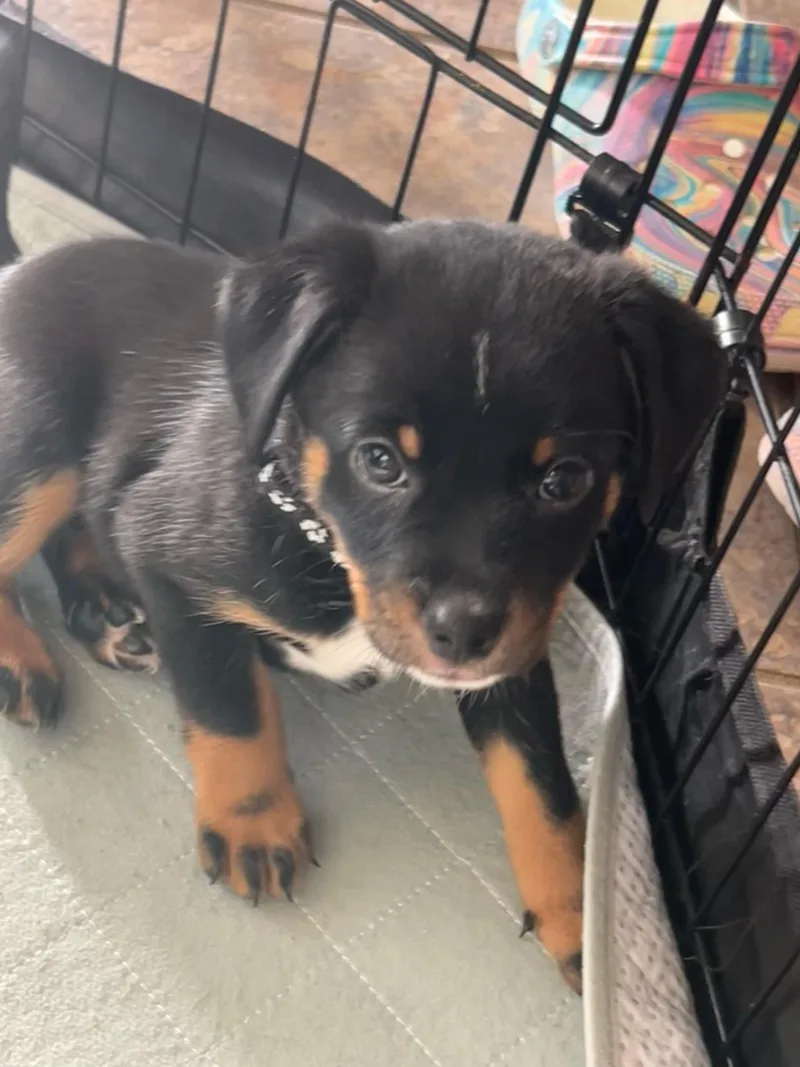 A baby small-sized female Bicolor Australian Terrier dog named Cappuccino for adoption in Manvel, TX
