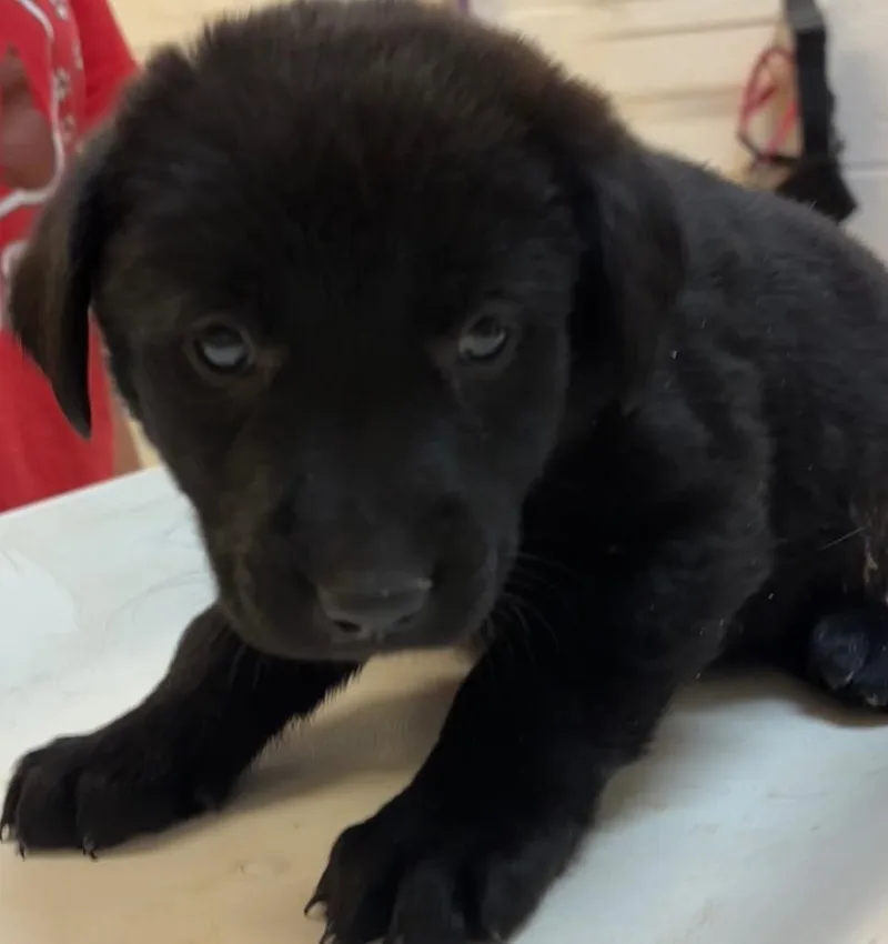 A baby small-sized female Shepherd dog named Sugar Bear for adoption in Elizabethton, TN