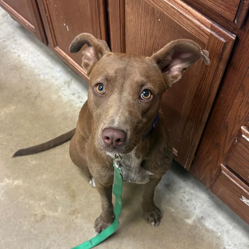 An adult medium-sized female Brown / Chocolate Labrador Retriever dog named Solana U for adoption in Tupelo, MS