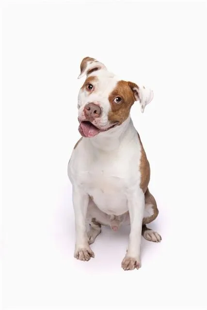 An adult medium-sized male Terrier dog named Dab for adoption in Miami, FL
