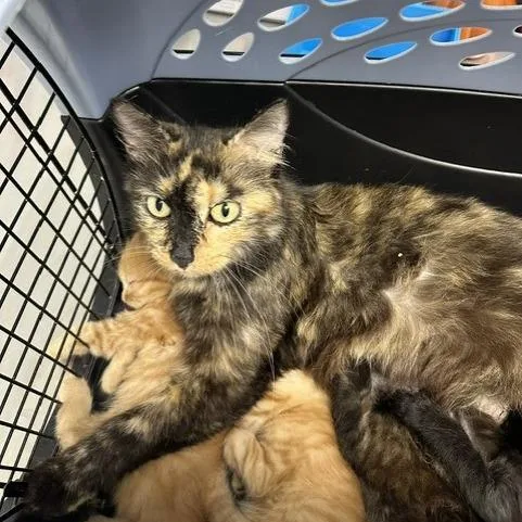 An adult medium-sized female Domestic Medium Hair cat named Autumn for adoption in Indianapolis, IN