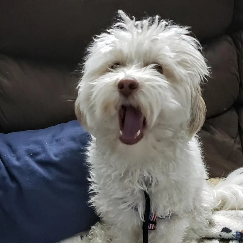 An adult small-sized male White / Cream Maltese dog named Adonis AKA Theo for adoption in LOXAHATCHEE, FL