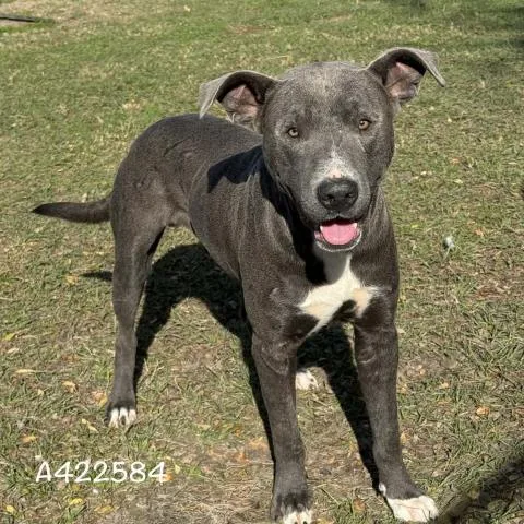 A young large-sized male Pit Bull Terrier dog named Emmett for adoption in Conroe, TX