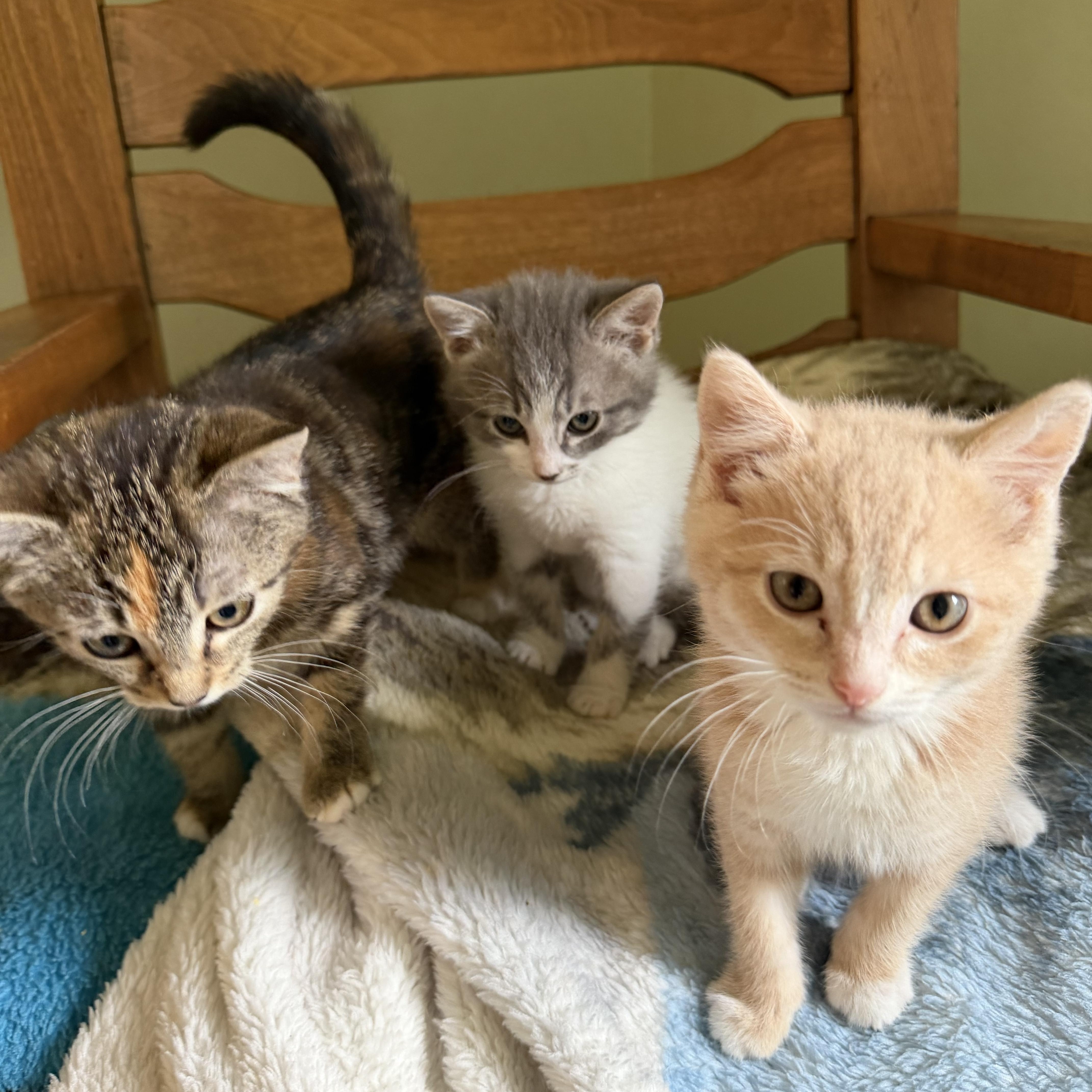 A baby medium-sized male Buff / Tan / Fawn Domestic Medium Hair cat named Buffy Boy for adoption in Pendleton, OR