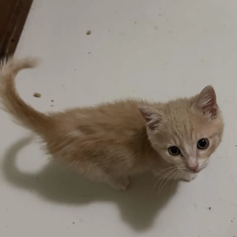 Buffy Boy thumbnail 4