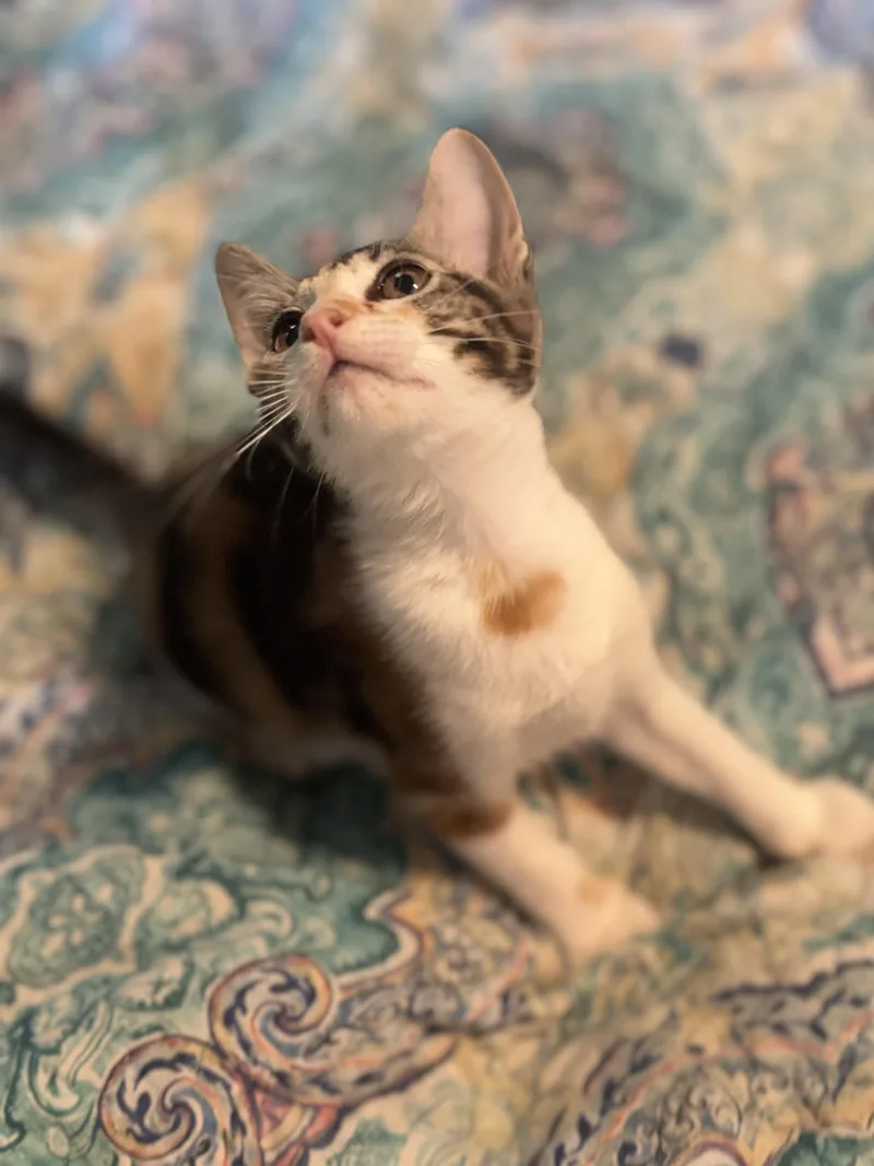 A baby medium-sized female Calico Domestic Short Hair cat named Mary Kate for adoption in Liverpool, TX