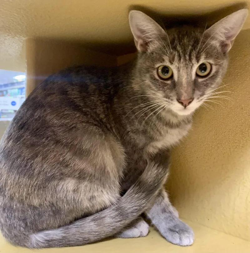 Rosemary thumbnail 2