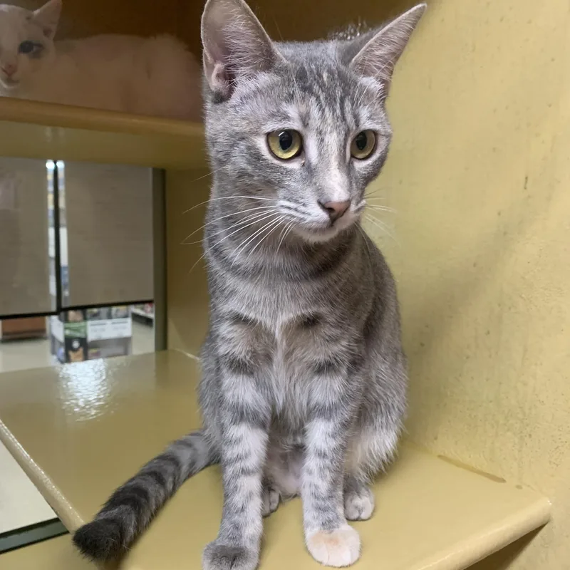 Rosemary thumbnail 3