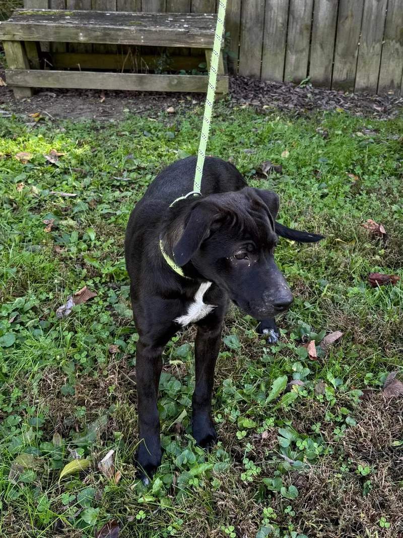 A young large-sized female Black Labrador Retriever dog named Nellie for adoption in Maynardville, TN