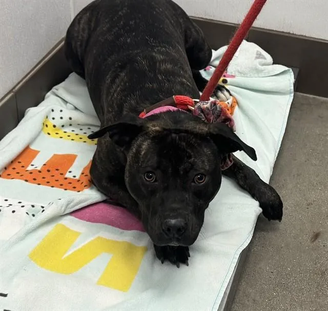 A young medium-sized female Pit Bull Terrier dog named Darcy for adoption in Tucson, AZ