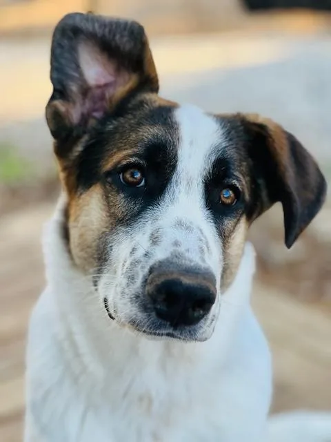 A young large-sized male White / Cream Great Pyrenees dog named Echo for adoption in Itasca, TX
