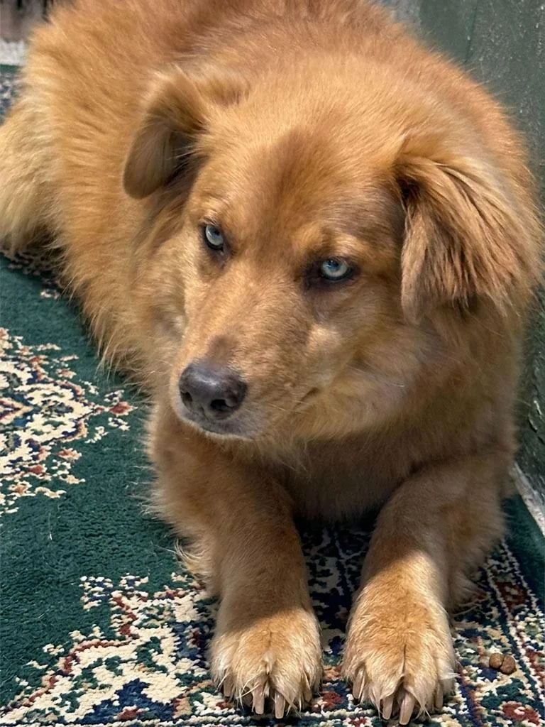 A senior medium-sized female Shepherd dog named Izzy for adoption in Lavonia, GA