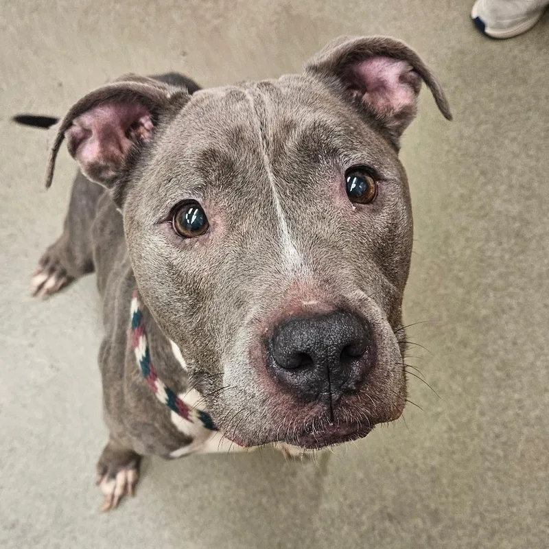 A senior medium-sized male Pit Bull Terrier dog named Zeus for adoption in Birdsboro, PA