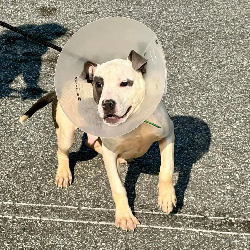 A young medium-sized female Black American Staffordshire Terrier dog named Thornberry for adoption in Cumberland, RI
