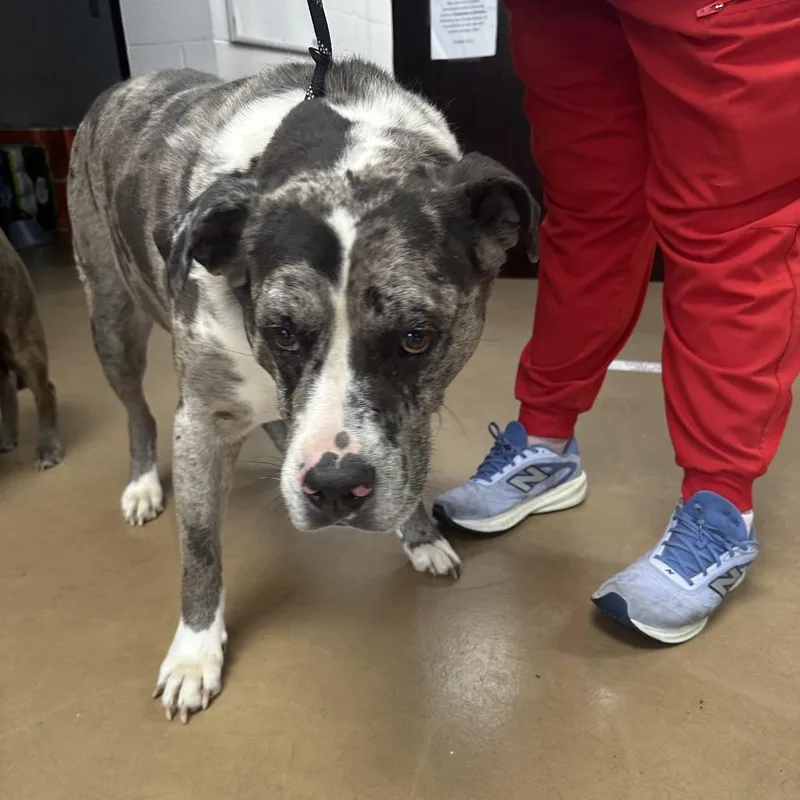 An adult large-sized male Gray / Blue / Silver Mixed Breed dog named Jasper for adoption in Gadsden, AL