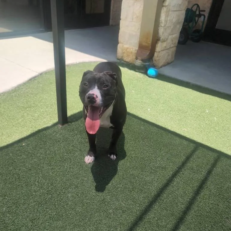 An adult medium-sized female Black Terrier dog named Snookie for adoption in Dallas, TX