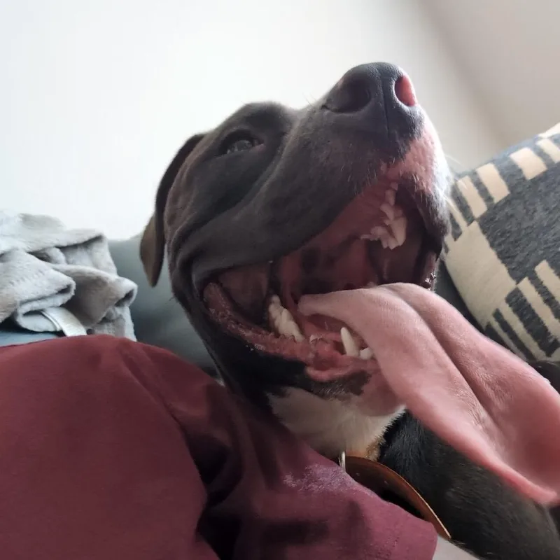 Snookie thumbnail 5