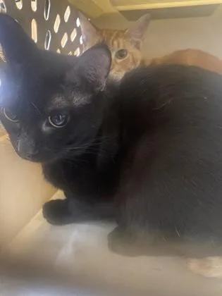 An adult large-sized male Domestic Short Hair cat named Bolt for adoption in Gainesville, FL