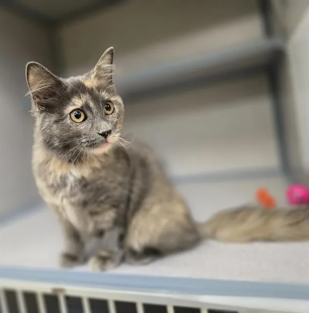 A baby small-sized female Domestic Medium Hair cat named Pickle for adoption in Aliquippa, PA