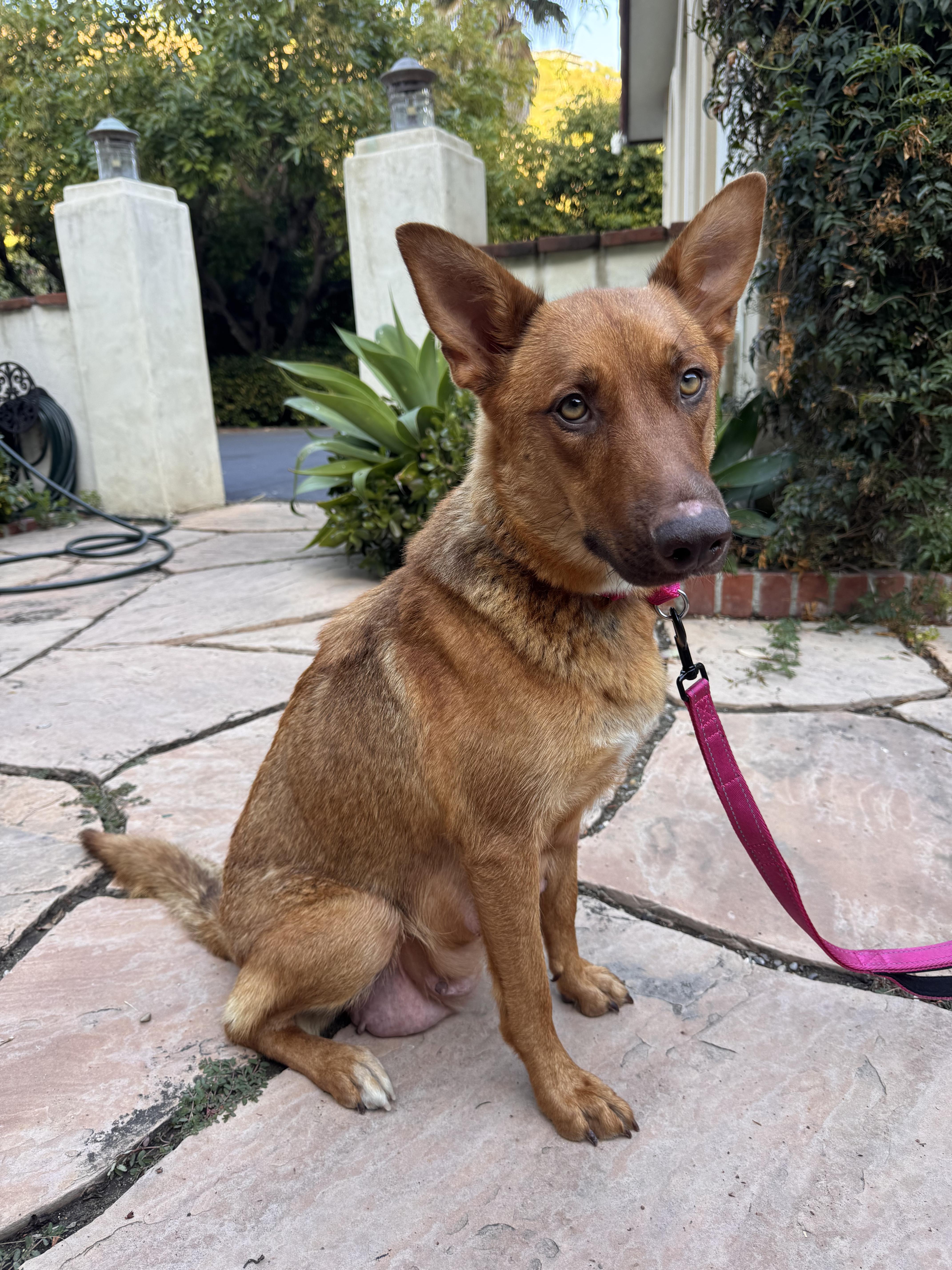 A baby large-sized male German Shepherd Dog dog named Colorado Dallas Memphis for adoption in Santa Barbara, CA
