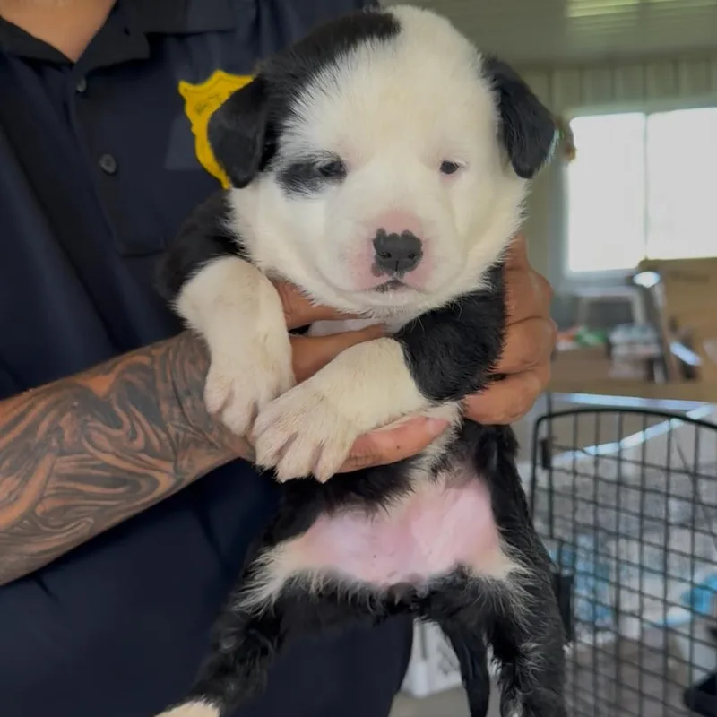 A baby small-sized female White / Cream Pit Bull Terrier dog named Syss for adoption in Detroit Lakes, MN