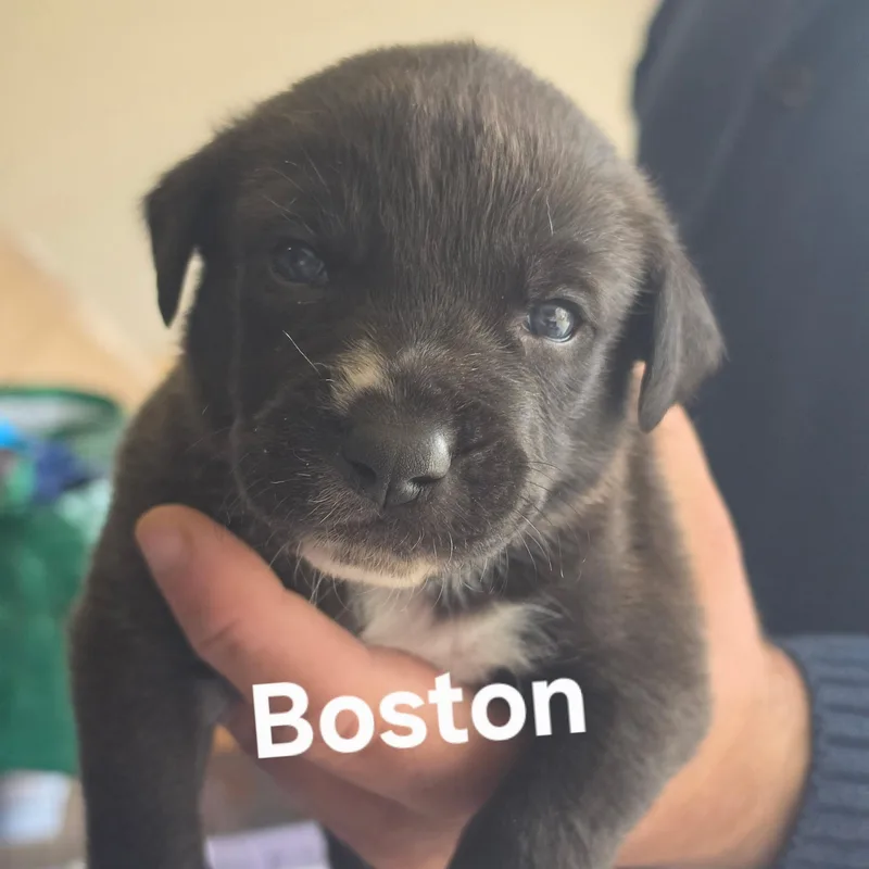 A baby medium-sized male Border Collie dog named Boston for adoption in Brentwood, CA