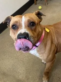 A young medium-sized female Yellow / Tan / Blond / Fawn Pit Bull Terrier dog named Sandy for adoption in Cleveland, OH