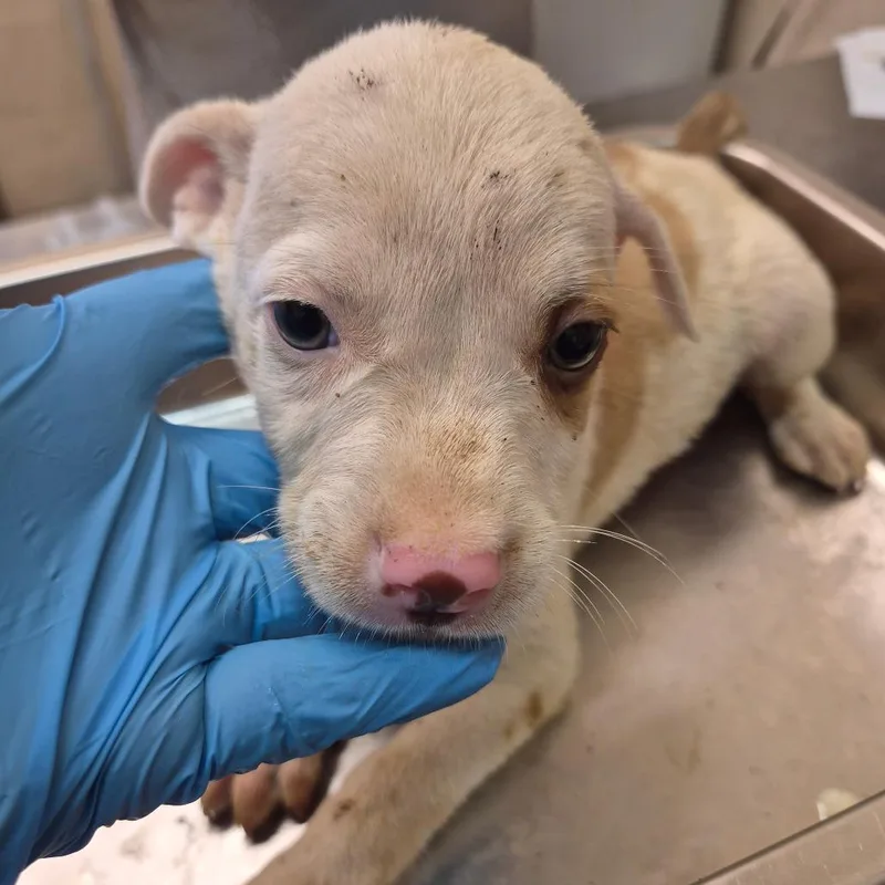 A baby small-sized male White / Cream Pit Bull Terrier dog named Prichard for adoption in Birmingham, AL