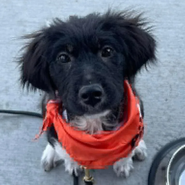 A young medium-sized female Black Mixed Breed dog named Gelato for adoption in Buffalo, MN