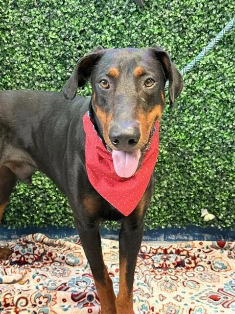 An adult large-sized male Doberman Pinscher dog named Shang for adoption in Corpus Christi, TX