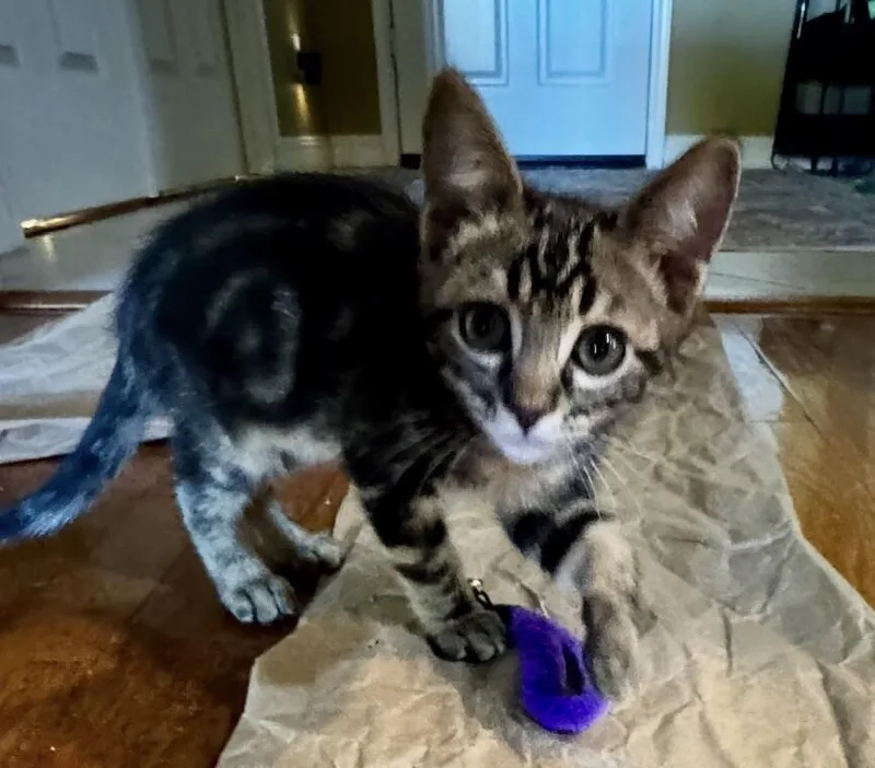 A baby small-sized male Gray & White Tabby cat named Rubber Ducky Critter for adoption in Anthem, AZ