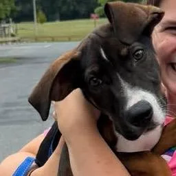 A baby medium-sized male Mixed Breed dog named Brisket for adoption in Rockville, MD