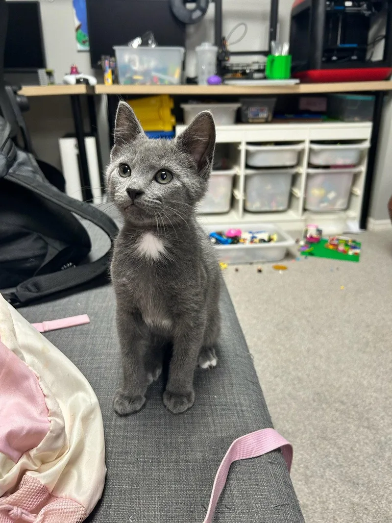 A baby medium-sized male Gray / Blue / Silver Domestic Short Hair cat named Hypnos for adoption in Sicklerville , NJ