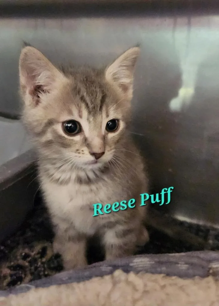 A baby small-sized female Domestic Short Hair cat named Reese's Puff for adoption in Cambridge, MD