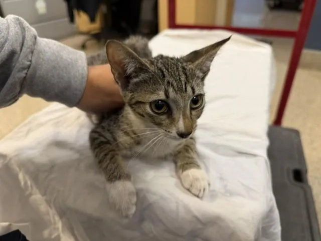 A baby small-sized female Domestic Short Hair cat named Mila for adoption in Miami, FL