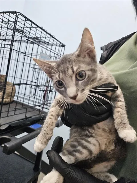 Franklin