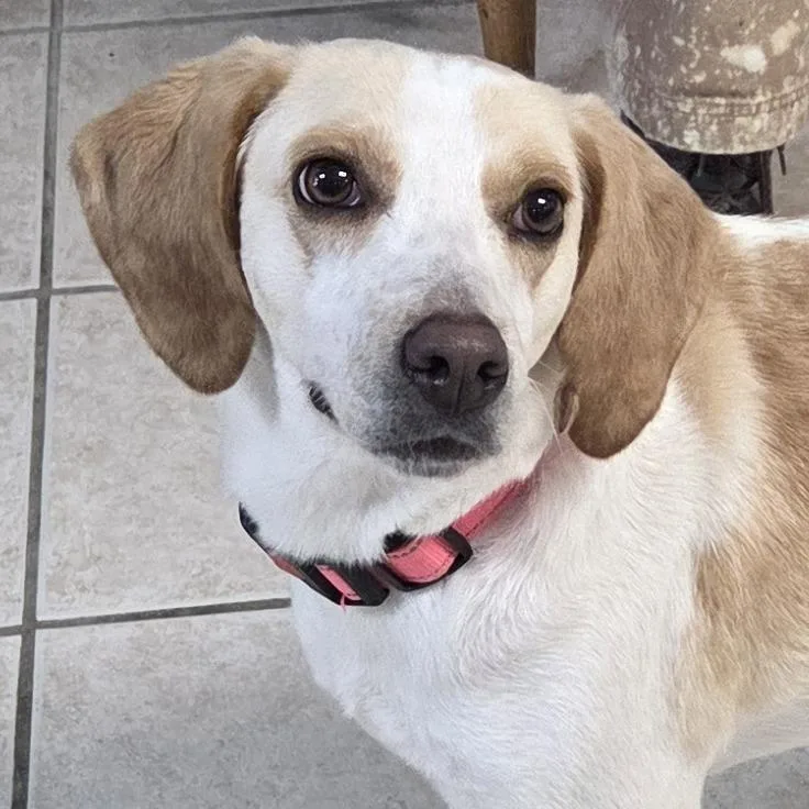 An adult medium-sized female Yellow / Tan / Blond / Fawn Hound dog named Angel Grace for adoption in Camden, DE