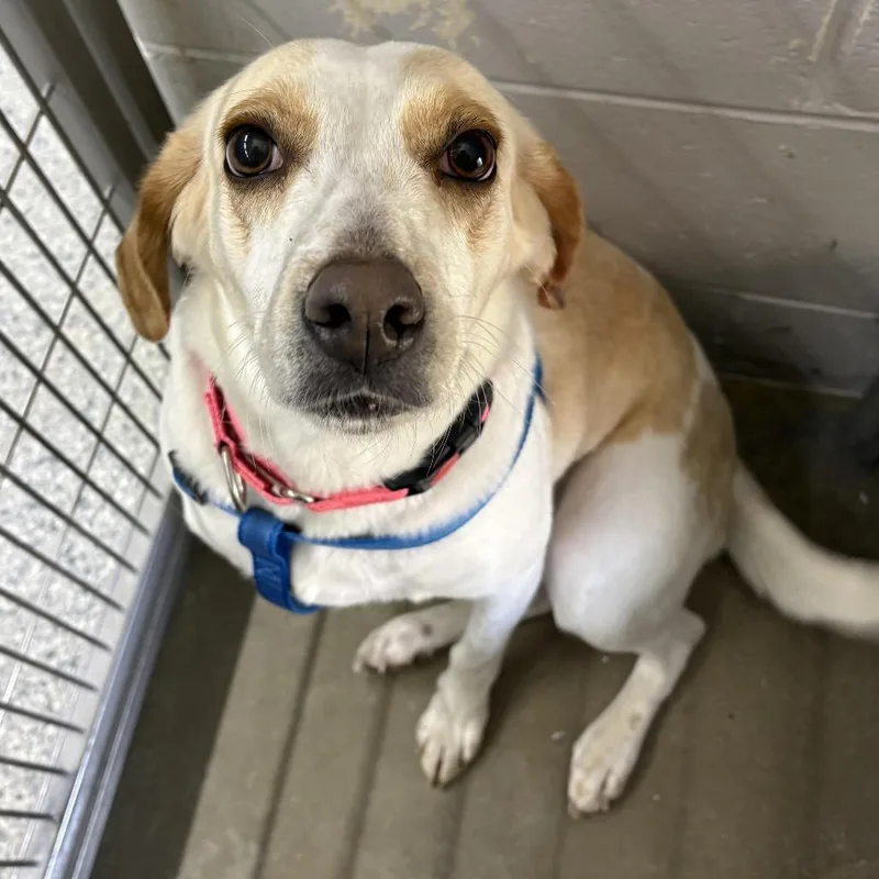 Angel Grace thumbnail 2