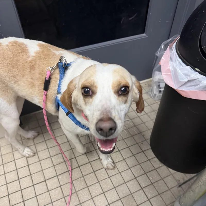 Angel Grace thumbnail 3