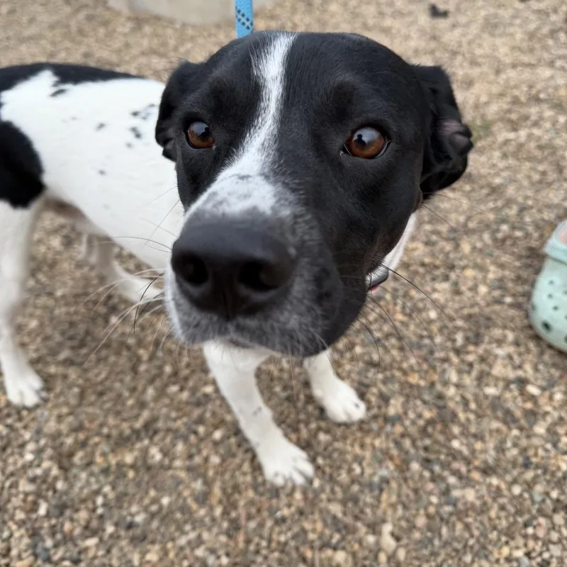An adult medium-sized male Black Mixed Breed dog named Barker for adoption in Grinnell, IA