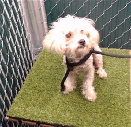 A young medium-sized female Poodle dog named A for adoption in Downey, CA