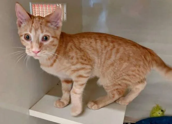 Mewsette thumbnail 2