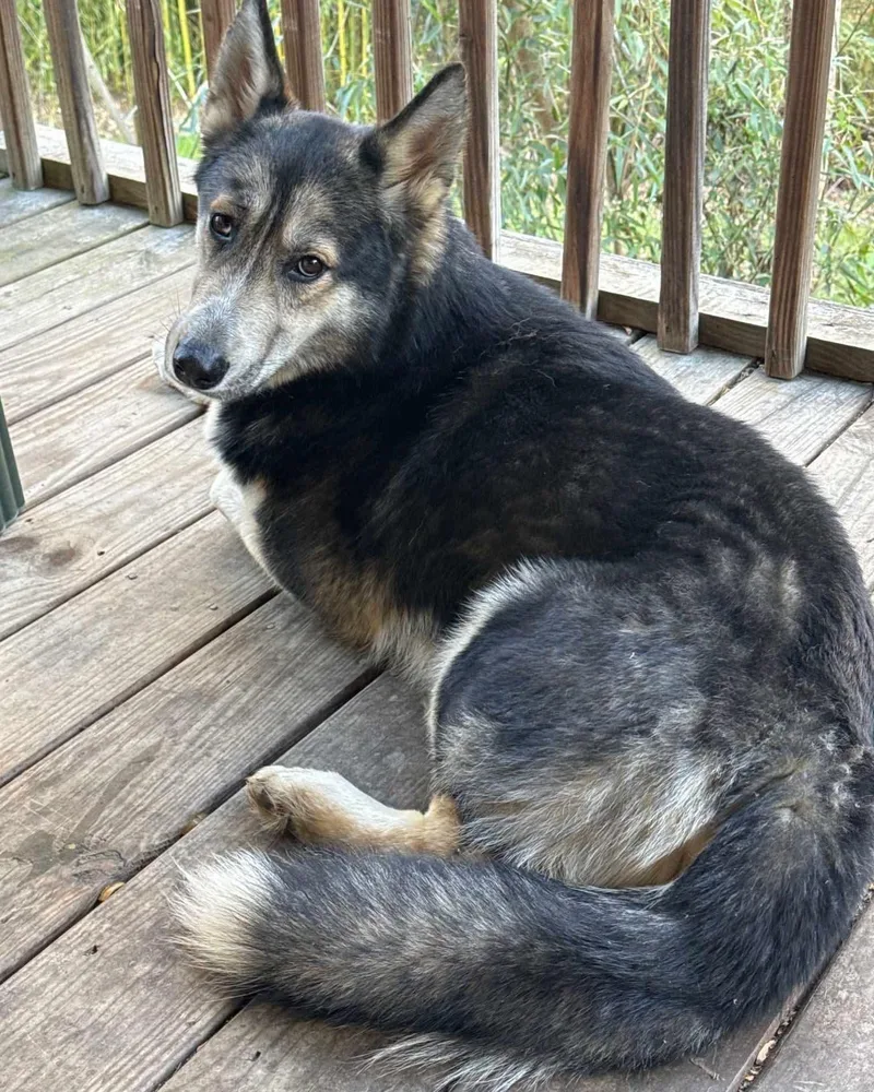An adult medium-sized male Tricolor (Brown, Black, & White) Husky dog named Moses for adoption in Blacksburg, SC