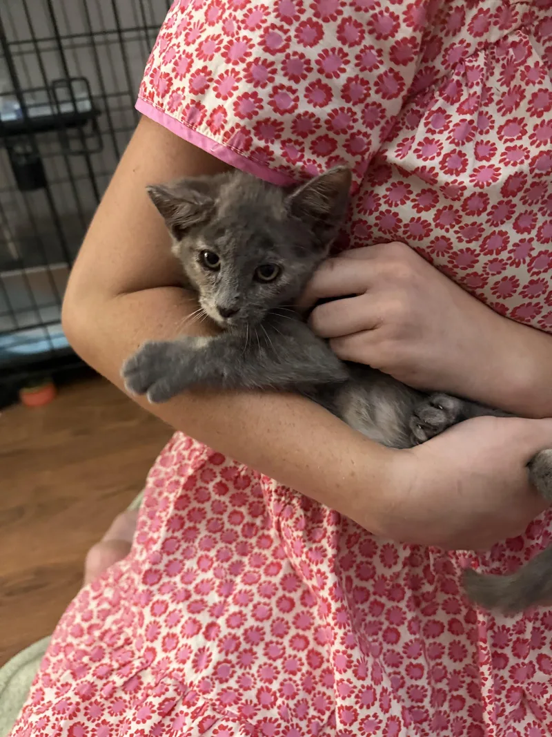 A baby small-sized female Dilute Calico American Shorthair cat named Houston for adoption in Paulina, LA