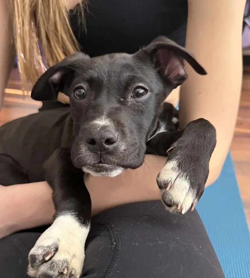 Miniturn thumbnail 4