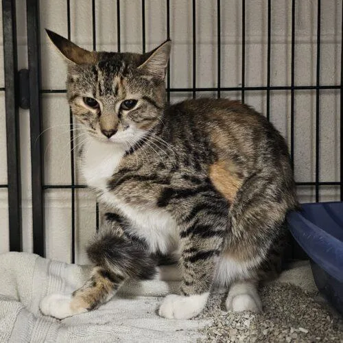 A baby medium-sized female Torbie Domestic Short Hair cat named Macha for adoption in Burlington, IA